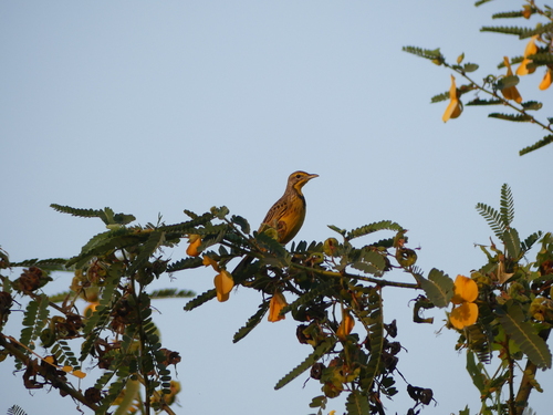 Yellow-throated Longclaw