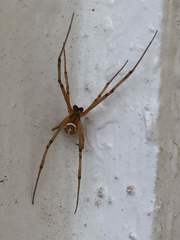 Latrodectus hesperus