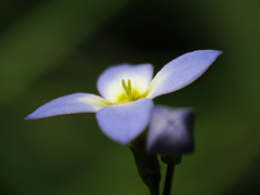 Houstonia serpyllifolia