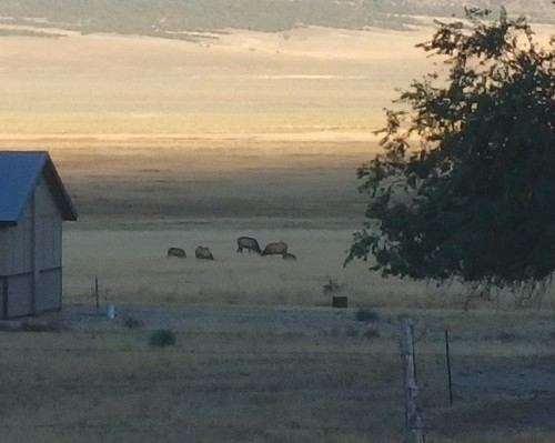 Elk photographed in Nevada