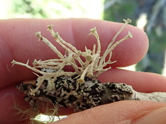 Ramalina dilacerata