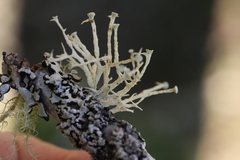 Ramalina dilacerata