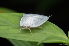 Nogodinidae