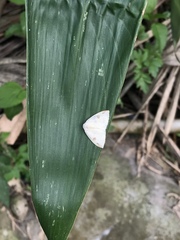 Topomesoides jonasii