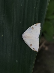 Topomesoides jonasii