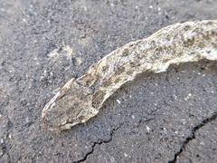 Hypsiglena ochrorhynchus