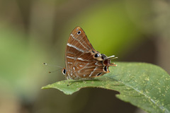 Saribia tepahi