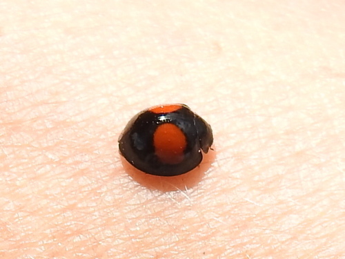 Cactus Lady Beetle photo 5