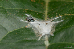 Fritzia muelleri