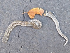 Hypsiglena ochrorhynchus