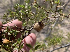 Pseudovates arizonae