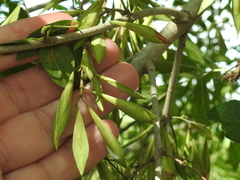 Fraxinus berlandieriana