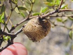 Pseudovates arizonae