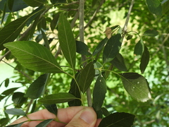 Fraxinus berlandieriana