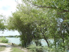 Fraxinus berlandieriana