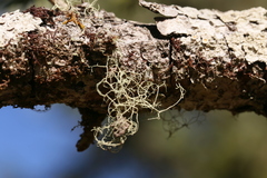 Ramalina thrausta