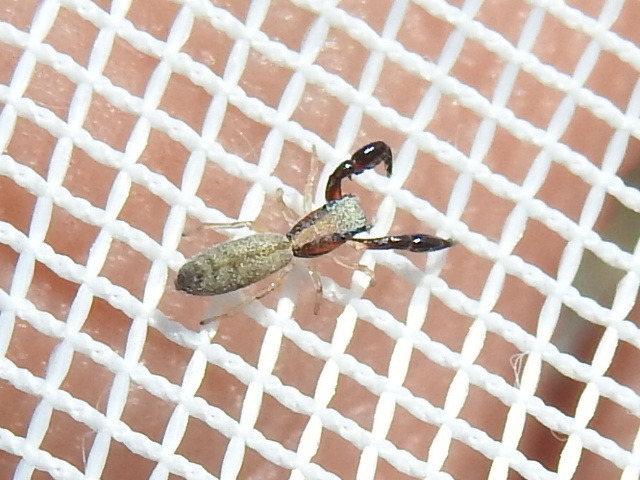 Cheliferoides longimanus