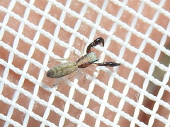 Cheliferoides longimanus