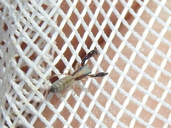 Cheliferoides longimanus