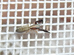 Cheliferoides longimanus