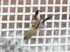 Cheliferoides longimanus