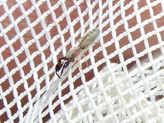 Cheliferoides longimanus