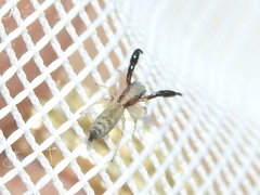 Cheliferoides longimanus