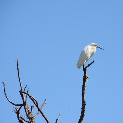 iNaturalist observation photo of Snowy Egret