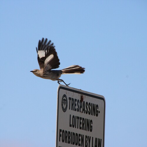 iNaturalist observation photo of Northern Mockingbird