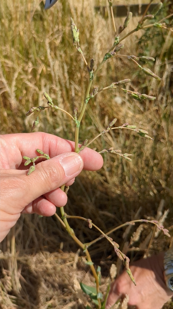 Lactuca sativa