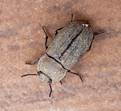 Representative image of Gonocephalum granulatum pusillum