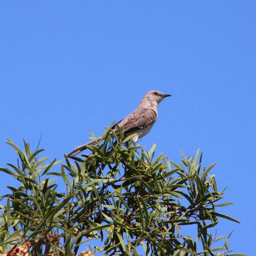 iNaturalist observation photo of Northern Mockingbird