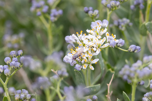 Nitraria sibirica