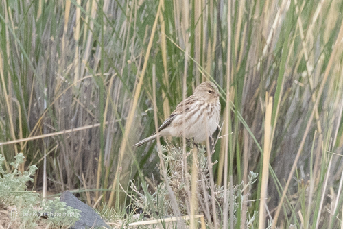 Twite