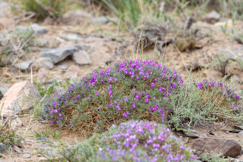 Oxytropis aciphylla