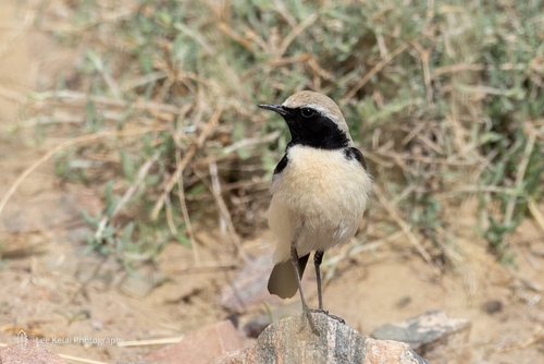 Desert Wheatear