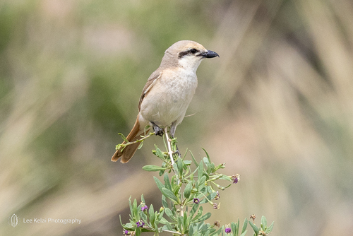 Isabelline Shrike