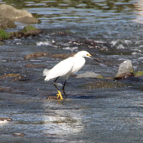 iNaturalist observation photo of Snowy Egret
