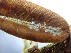 Fellhanera bouteillei