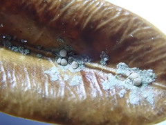 Fellhanera bouteillei