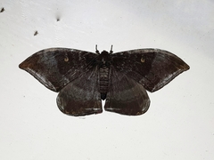 Cyclidia orciferaria