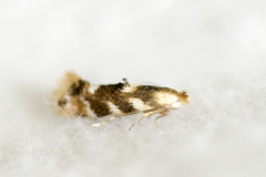 Bucculatrix canadensisella