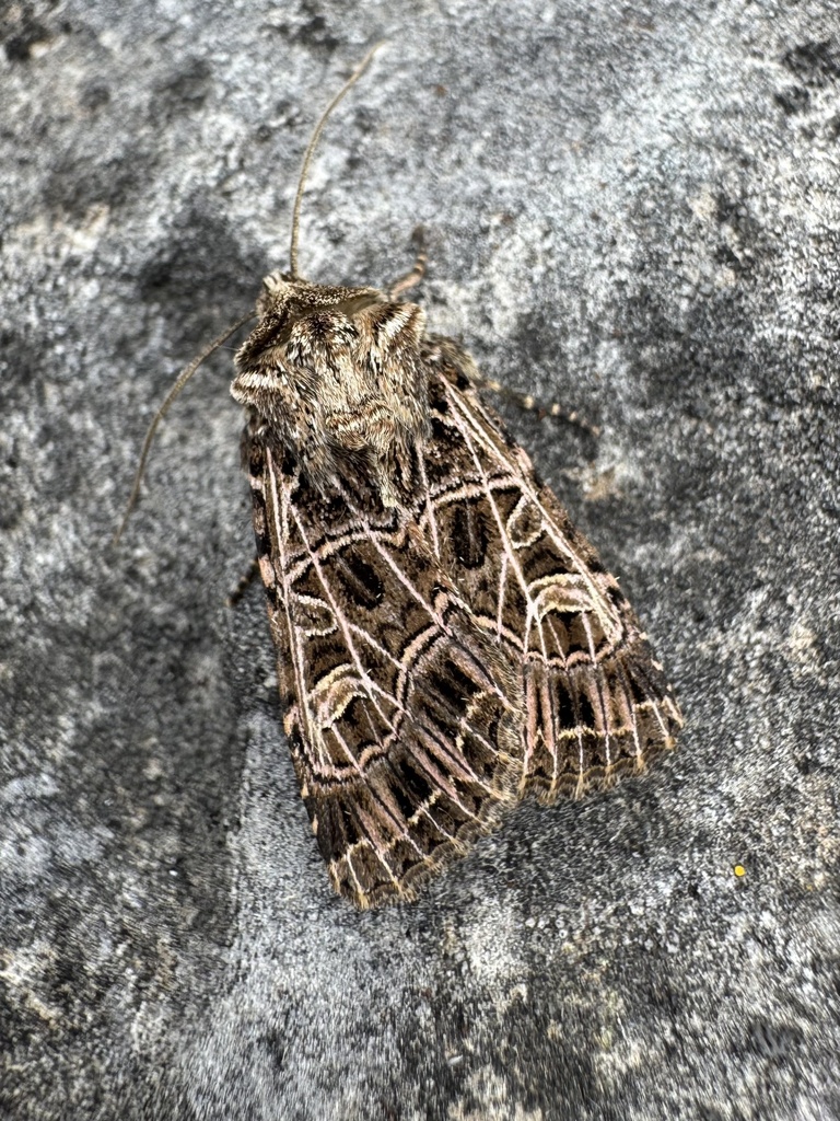 Sideridis dalmae