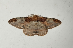 Amraica solivagaria