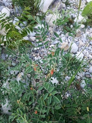 Indigofera lindheimeriana