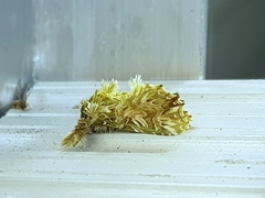 Callopistria ludovici