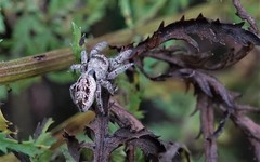 Salticidae