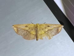 Omiza lycoraria