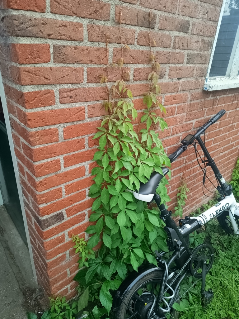 Parthenocissus