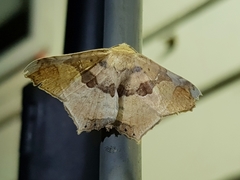 Semiothisops macariata